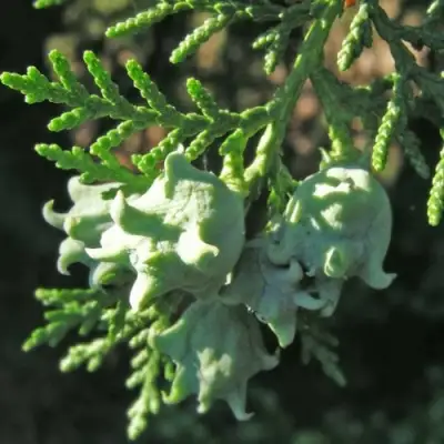 Туя восточная в Бобруйске