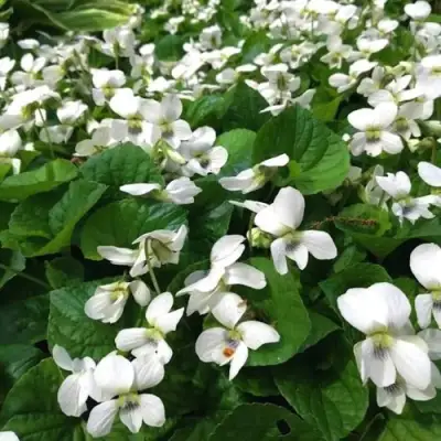 Фиалка АЛЬБИФЛОРА сестринская в Бобруйске