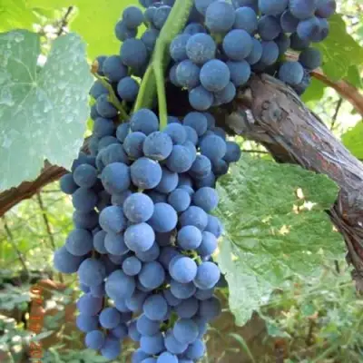 Виноград ВЕНУС в Бобруйске