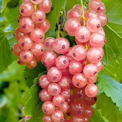 Смородина белая ПРЫГАЖУНЯ (РОЗОВАЯ) в Бобруйске