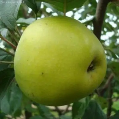 Яблоня КОШТЕЛЯ в Бобруйске