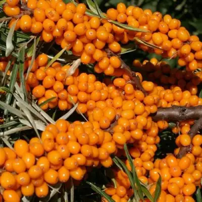 Облепиха АЛТАЙСКАЯ в Бобруйске