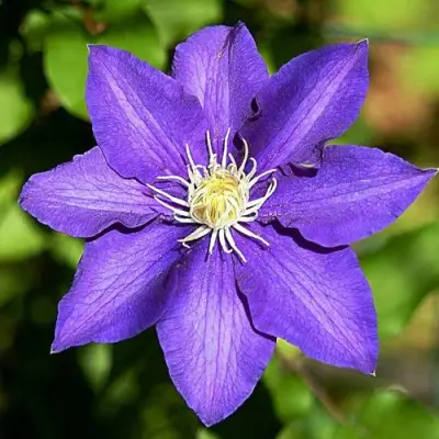 Клематис ЗЕ ПРЕЗИДЕНТ в Бобруйске