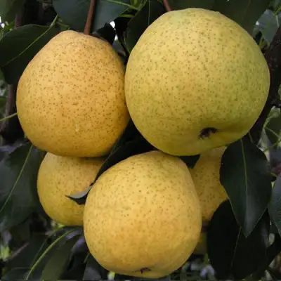 Груша ВЕЛИКАЯ ЛЕТНЯЯ (БОЛЬШАЯ ЛЕТНЯЯ) в Бобруйске