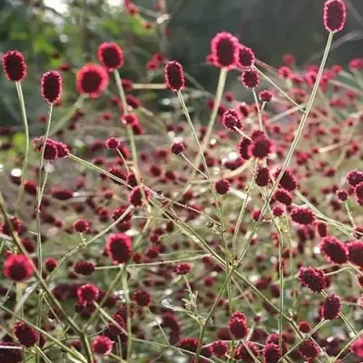 Кровохлебка ЧОКОЛАТ ТИП в Бобруйске