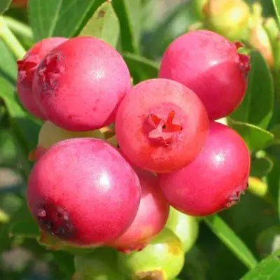Голубика ПИНК ЛИМОНАД в Бобруйске