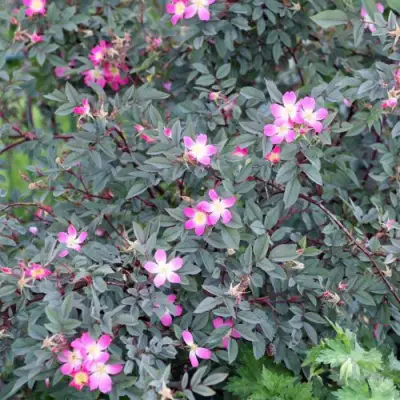 Роза сизая в Бобруйске