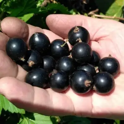 Смородина черная ЧЕРНООКАЯ в Бобруйске