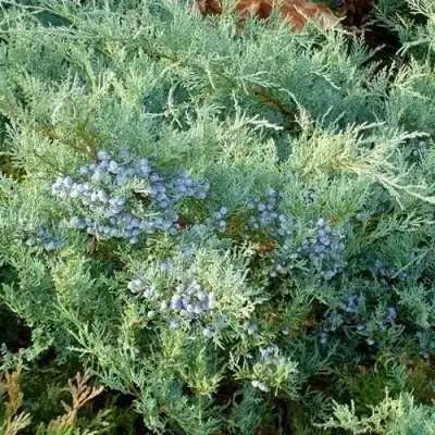 Можжевельник ГРЕЙ ОУЛ виргинский  в Бобруйске