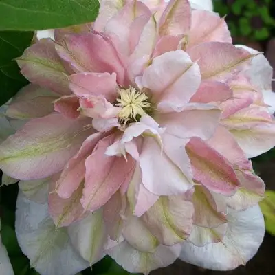 Клематис ИННОСЕНТ БЛАШ в Бобруйске