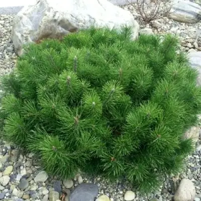 Сосна горная МУГУС в Бобруйске