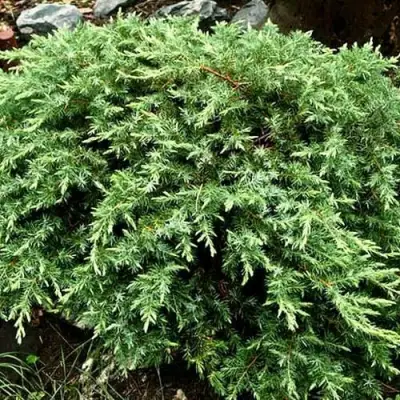 Можжевельник ШЛЯГЕР прибрежный в Бобруйске