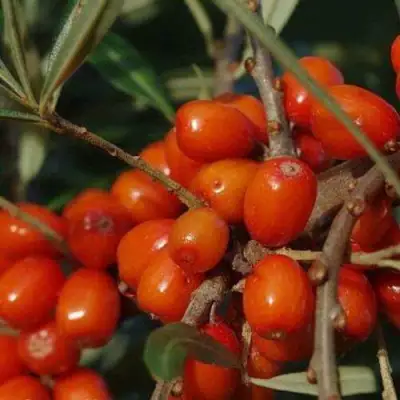 Облепиха ВОРОБЬЕВСКАЯ в Бобруйске
