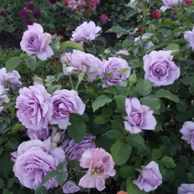 Роза ЛАВ СОНГ флорибунда в Бобруйске