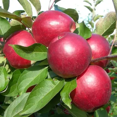 Яблоня КОВАЛЕНКОВСКОЕ в Бобруйске