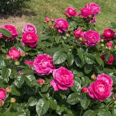 Роза АНУШКА чайно-гибридная в Бобруйске