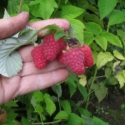 Малина КОРПИКО в Бобруйске