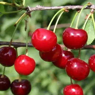 Вишня ХАРИТОНОВСКАЯ в Бобруйске