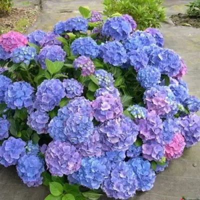 Гортензия БОДЕНСИ крупнолистная в Бобруйске