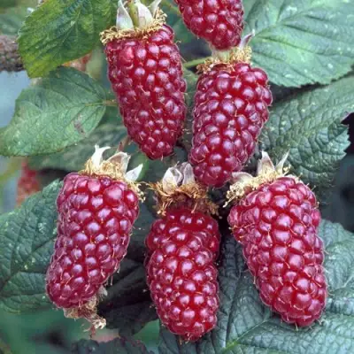 Ежемалина ТАЙБЕРРИ в Бобруйске