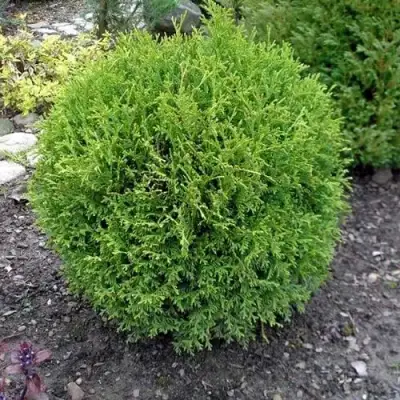 Туя ХОЗЕРИ западная в Бобруйске