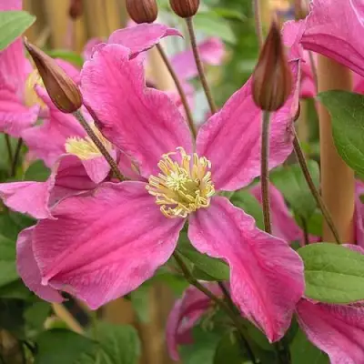 Клематис ИНСПИРЕЙШН ЗОЙН в Бобруйске