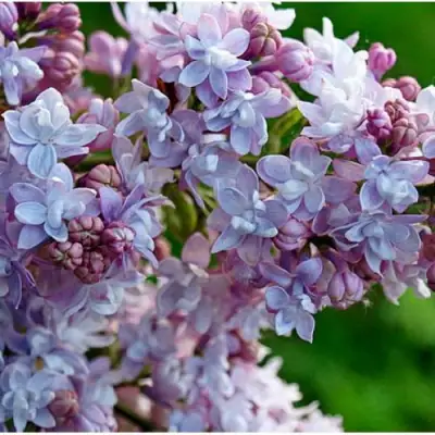 Сирень ПАМЯТЬ О ВАВИЛОВЕ в Бобруйске