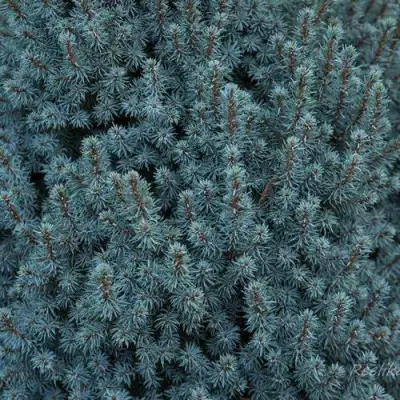 Ель САНДЕРС БЛЮ канадская в Бобруйске