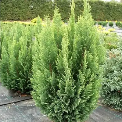 Кипарисовик ЭЛВУДИ ЭМПАЙР лавсона в Бобруйске