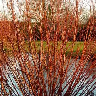 Ива ВИТЕЛЛИНА белая  в Бобруйске