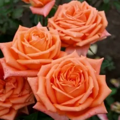 саженцы розы Эльдорадо