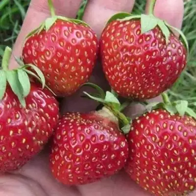 Клубника ВИМА ЗАНТА в Бобруйске