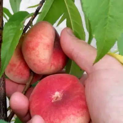 Персик САТУРН ИНЖИРНЫЙ в Бобруйске