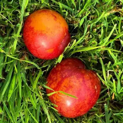 Шарафуга НЕКТАРИННАЯ в Бобруйске