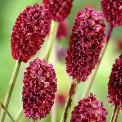 Кровохлебка ТАННА лекарственная в Бобруйске