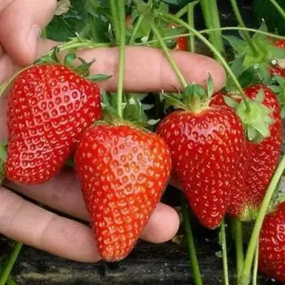 Клубника АЛЬБА в Бобруйске