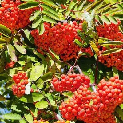 Рябина СОРБИНКА сладкоплодная в Бобруйске