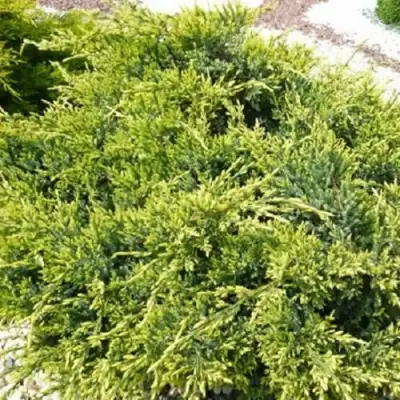 Можжевельник ГОЛД СТАР средний в Бобруйске