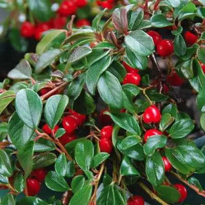 Кизильник Даммера в Бобруйске