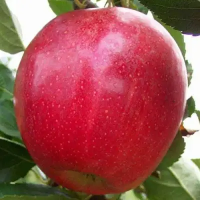 Яблоня ГАЛА МАСТ в Бобруйске