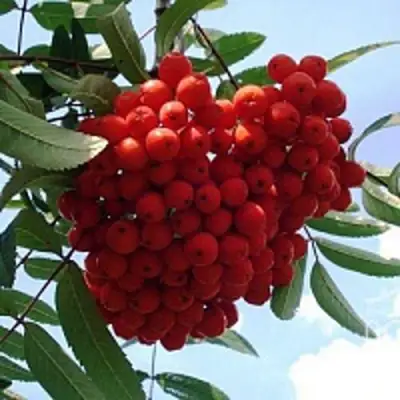 Рябина САХАРНАЯ ПЕТРОВА сладкоплодная в Бобруйске