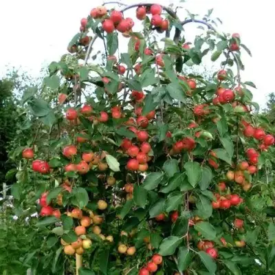 Яблоня ХЮВИНГИЕНЗИС декоративная в Бобруйске