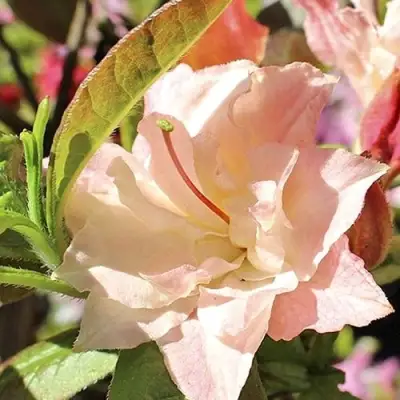 Азалия КЭННОНС ДАБЛ листопадная в Бобруйске