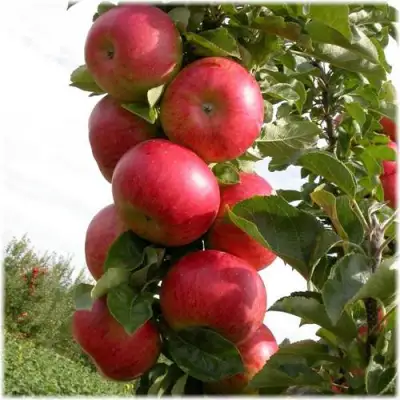 Яблоня ОСТАНКИНО колонновидная в Бобруйске