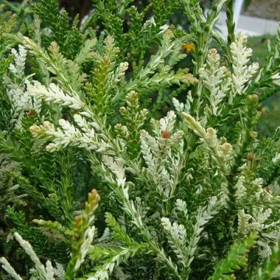 Туевик ВАРИЕГАТА долотовидный в Бобруйске