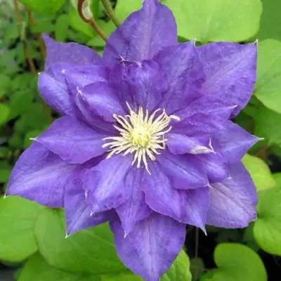 Клематис БЬЮТИ ОФ ВОЧЕСТЕР в Бобруйске