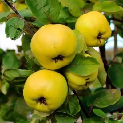 Айва ЯБЛОКОВИДНАЯ в Бобруйске