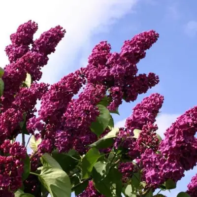 Сирень ЗНАМЯ ЛЕНИНА в Бобруйске