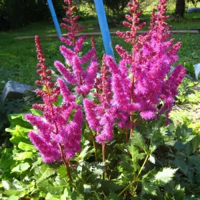 Астильба ЭЛИЗАБЕТ ВАН ВИН японская в Бобруйске