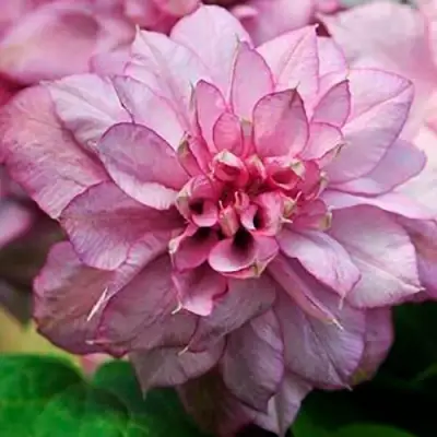 Клематис ИННОСЕНТ ГЛАНС в Бобруйске